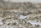 Sharp-tailed sandpiper 103019.jpg